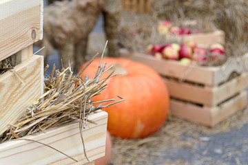 A straw in a wooden box with pumpkin and apples a in a wooden box on a blurred background. Copy space