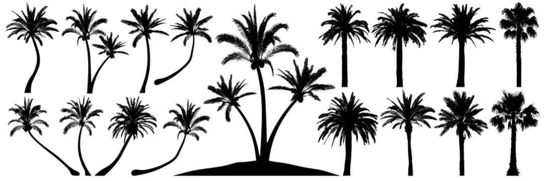 Palm trees silhouette. Coconut tree date palm. Vector set tropical trees