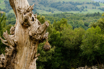 Fototapeta na wymiar Artificial nest hung from the branch of a dry tree trunk in the middle of nature surrounded by trees in a forest