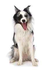 Border collie dog yawning on white background