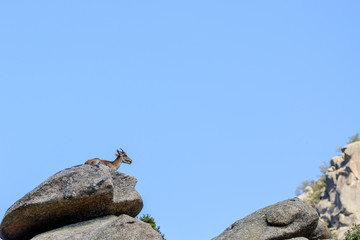Mountain goat on a big rock with a blue sky