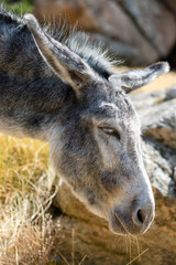 Naklejka na ściany i meble Portrait of a gray donkey in the field while feeding, short shot