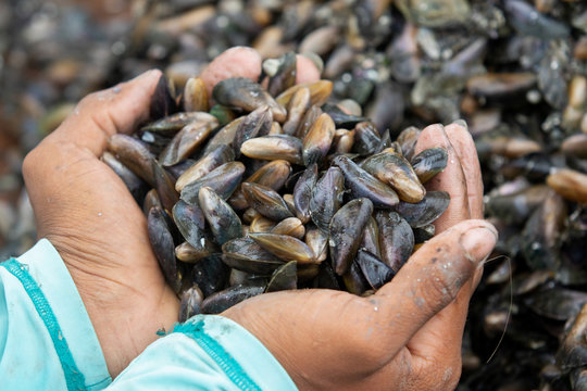 Recife / Pernambuco / Brazil. October 2, 2018. Sururu fishing in the Ilha de Deus community in Recife, Pernambuco.