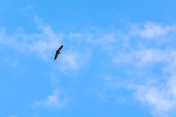 A vulture Flying in a blue sky