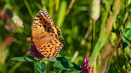 Macro of a beautiful fritillary butterfly on a flower