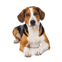 Mixed breed dog lying on white background
