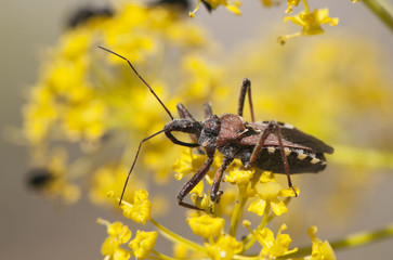 Rhynocoris assassin fearsome bug predatory insect, which stalks other animals on the flowers that offer them nectar