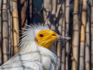 Portrait of Egyptian Vulture