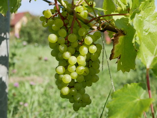 ripe green grapes on a vine with leaves on a grass background on a Sunny summer day. fresh fruit....