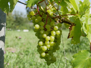ripe green grapes on a vine with leaves on a grass background on a Sunny summer day. fresh fruit. natural vitamin. this ecological and vegetarian food.