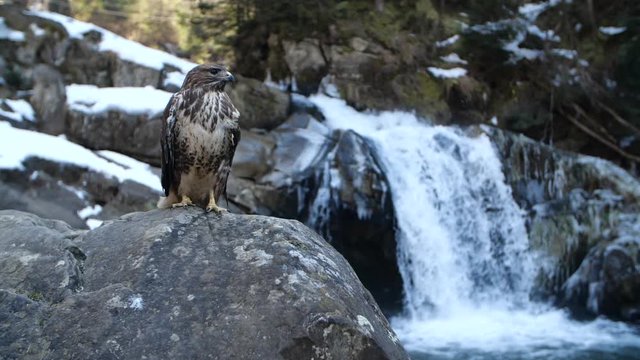 Golden eagle on rocks at waterfall