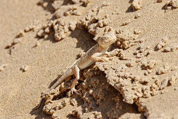 Toadhead agama Phrynocephalus mystaceus on a sand dune in Dagestan. Lizard in wildlife.