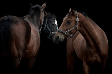Close-up of brown horses isolated on black background