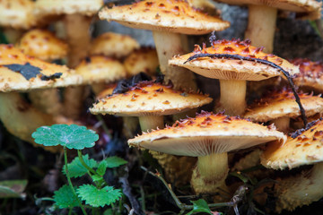  Armillaria ostoyae,  wood decaying fungus on tree trunk with fallen leaves