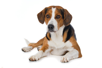 Mixed breed dog lying on white background