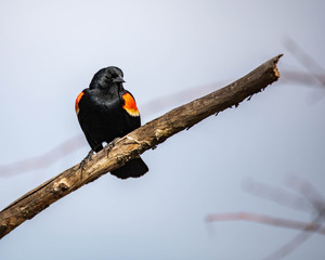 bird on a branch