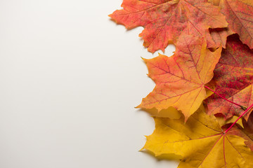 Beautiful autumn leaves on a white background