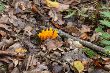 Calocera viscosa, commonly known as the yellow stagshorn