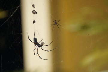 spiders on a web