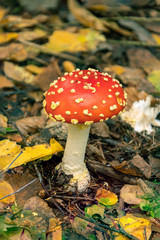 Fly agaric in the forest. Red fly agaric mushroom