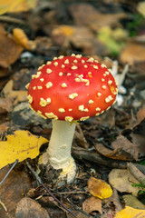 Red fly agaric mushroom