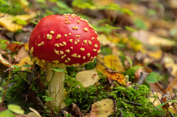 Fly agaric in the forest. Red fly agaric mushroom