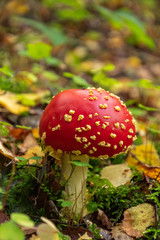 Fly agaric in the forest