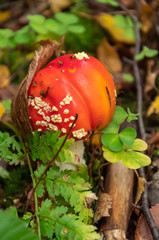 Red mushroom in the forest