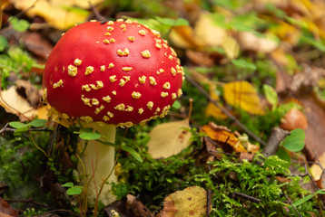 Fly agaric in the forest. Red fly agaric mushroom