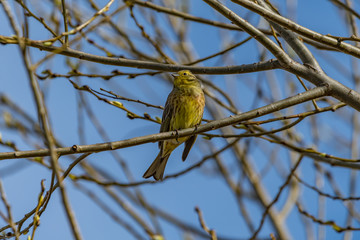 bird on a branch
