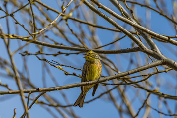 a lark on a branch