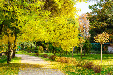 Autumn in a park, road in yellow leaves