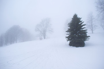 Spruce in winter foggy day