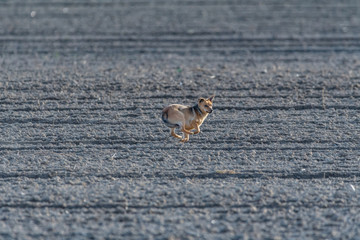 dog running in the barren field