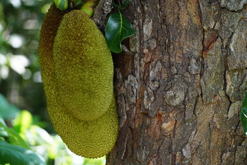 green jackfruit on a tree