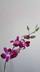 orchidea