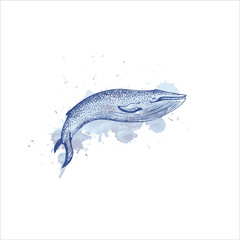 Blue Whale Watercolor illustration, Endangered Marine Animal. 