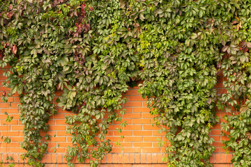 Fototapeta na wymiar Grape leaves on a brick fence