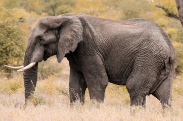 Naklejka na ściany i meble A male African elephant (Loxodonta africana) walking through the tall grass and shrubs in Kruger National Park, South Africa