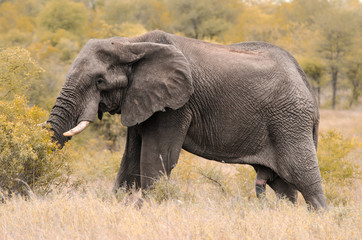 A male African elephant (Loxodonta africana) grazing amidst the tall grass and shrubs in Kruger National Park, South Africa