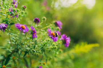 bumblebee on purple aster flower in a field in Autumn