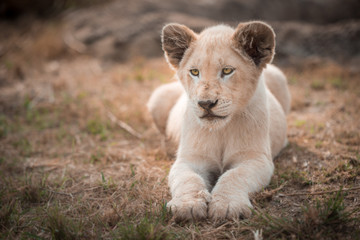 A white lion cub (leo panthera) lying in the grass angled towards the camera