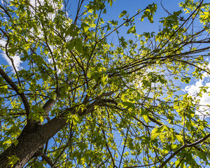 green leaves of a tree