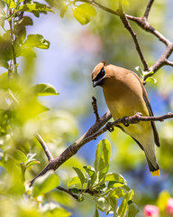 bird on branch