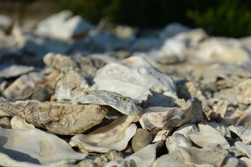 Multiple whole and shattered opened empty oyster shells 
