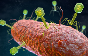 Bacteriophage virus attacking a bacterium - 293883967