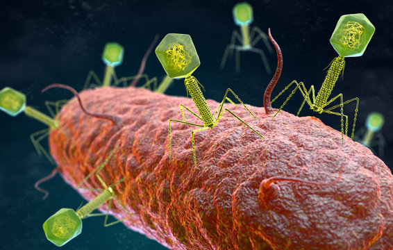 Bacteriophage virus attacking a bacterium