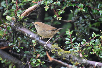 sparrow on branch