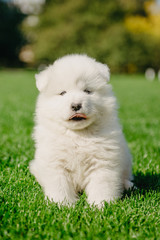 Samoyed puppy sitting on green grass