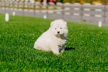 Samoyed puppy sitting on green grass